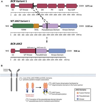 JAK2 Alterations in Acute Lymphoblastic Leukemia: Molecular Insights for Superior Precision Medicine Strategies